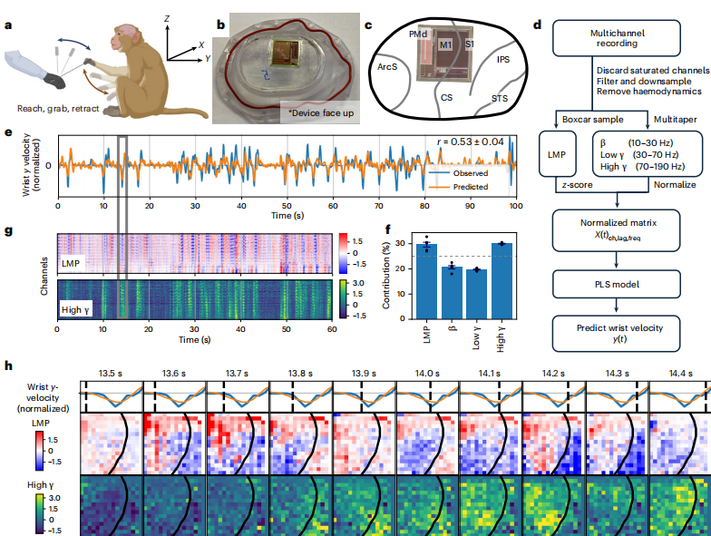 图丨行为性非人灵长类动物运动皮层的 BISC 记录(来源:Nature Electronics)